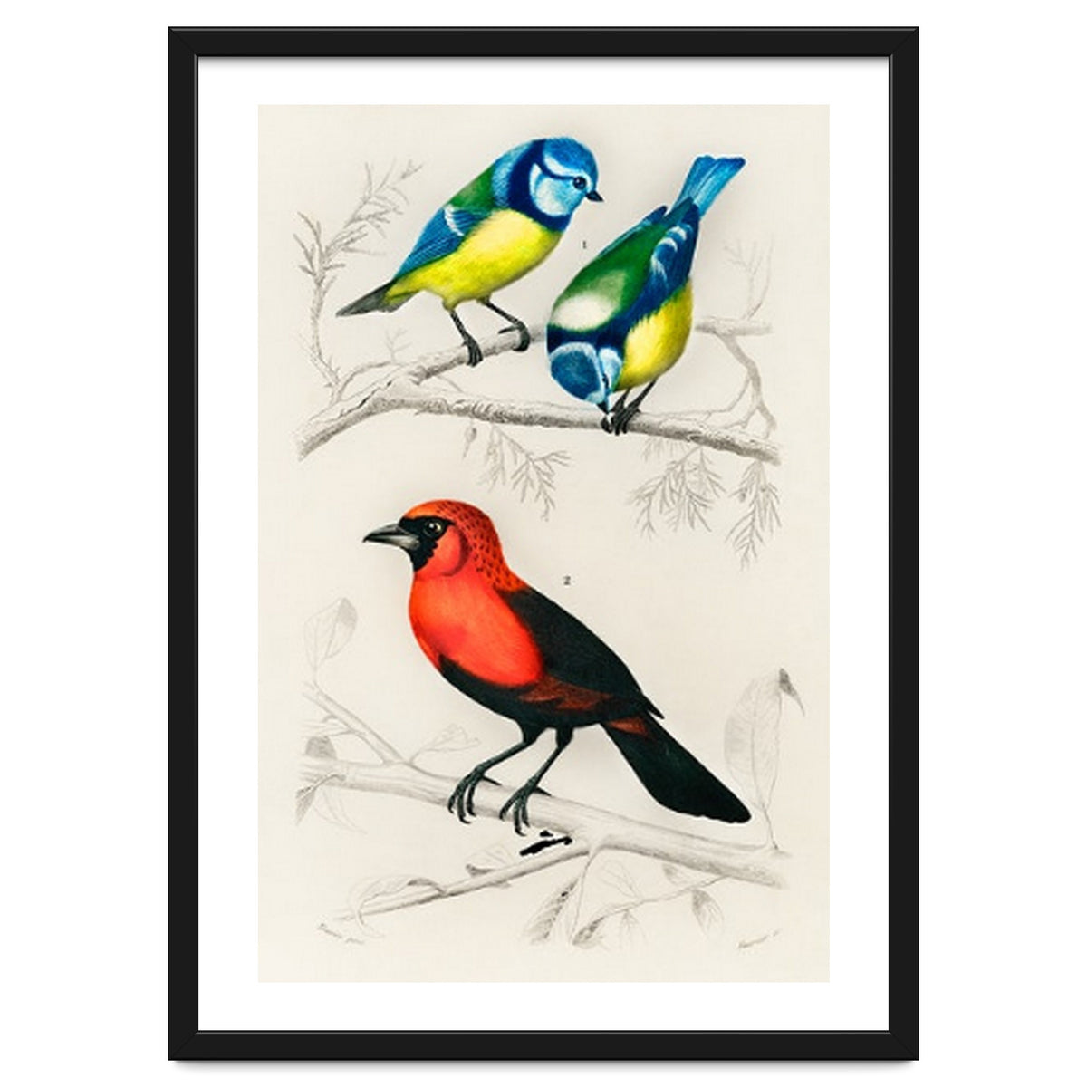 Different types of birds illustrated