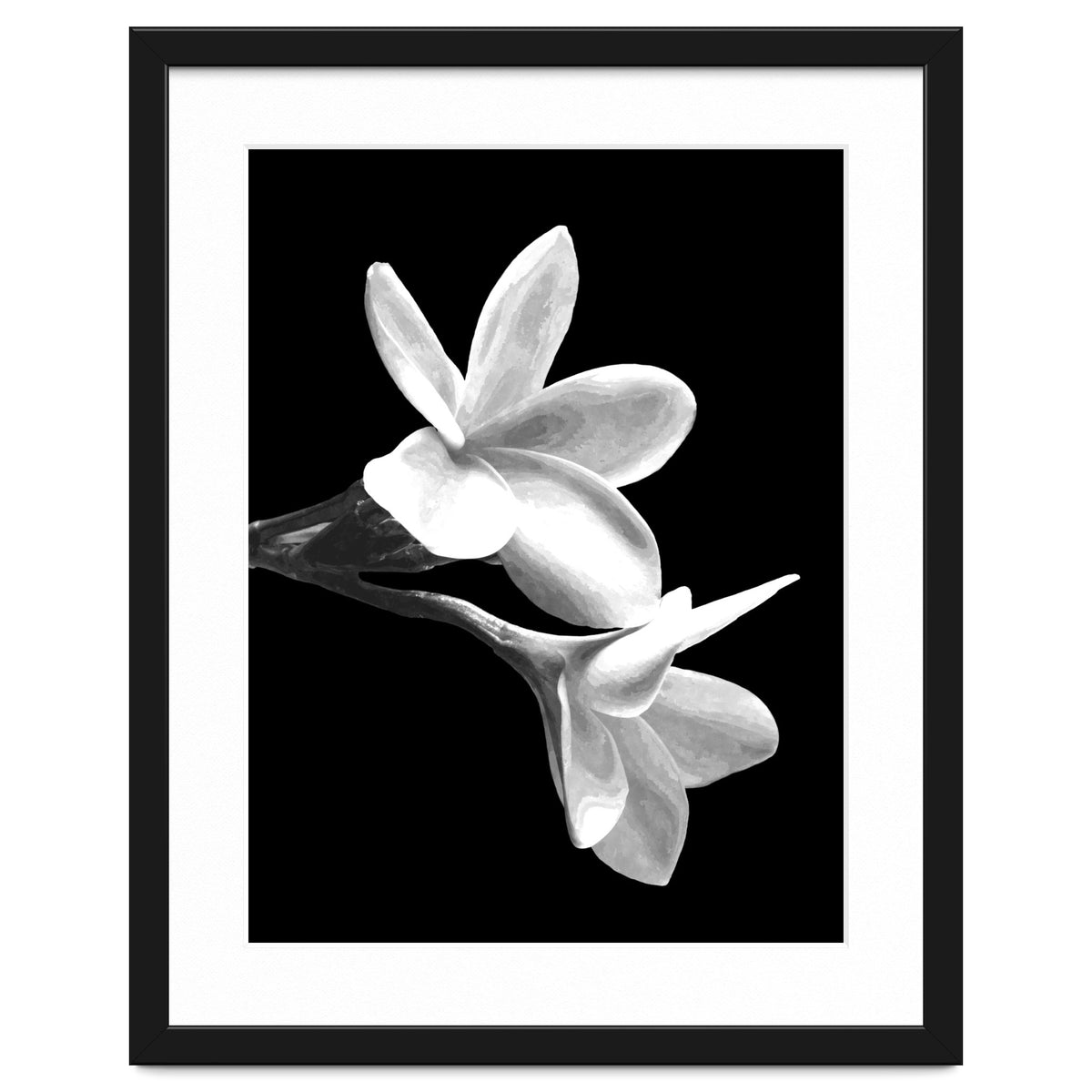 Black and White Flowers