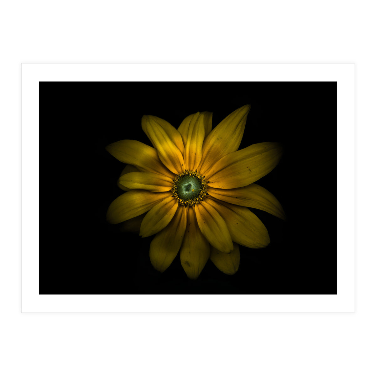 Backyard Flowers No 34 Color Version (Print Only)