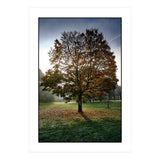 Autumnal Tree (Print Only) thumbnail