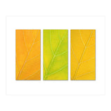 Autumn Leaves (Print Only) thumbnail