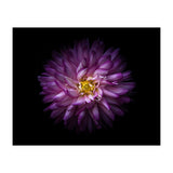 Backyard Flowers 20 Color Version (Print Only) thumbnail