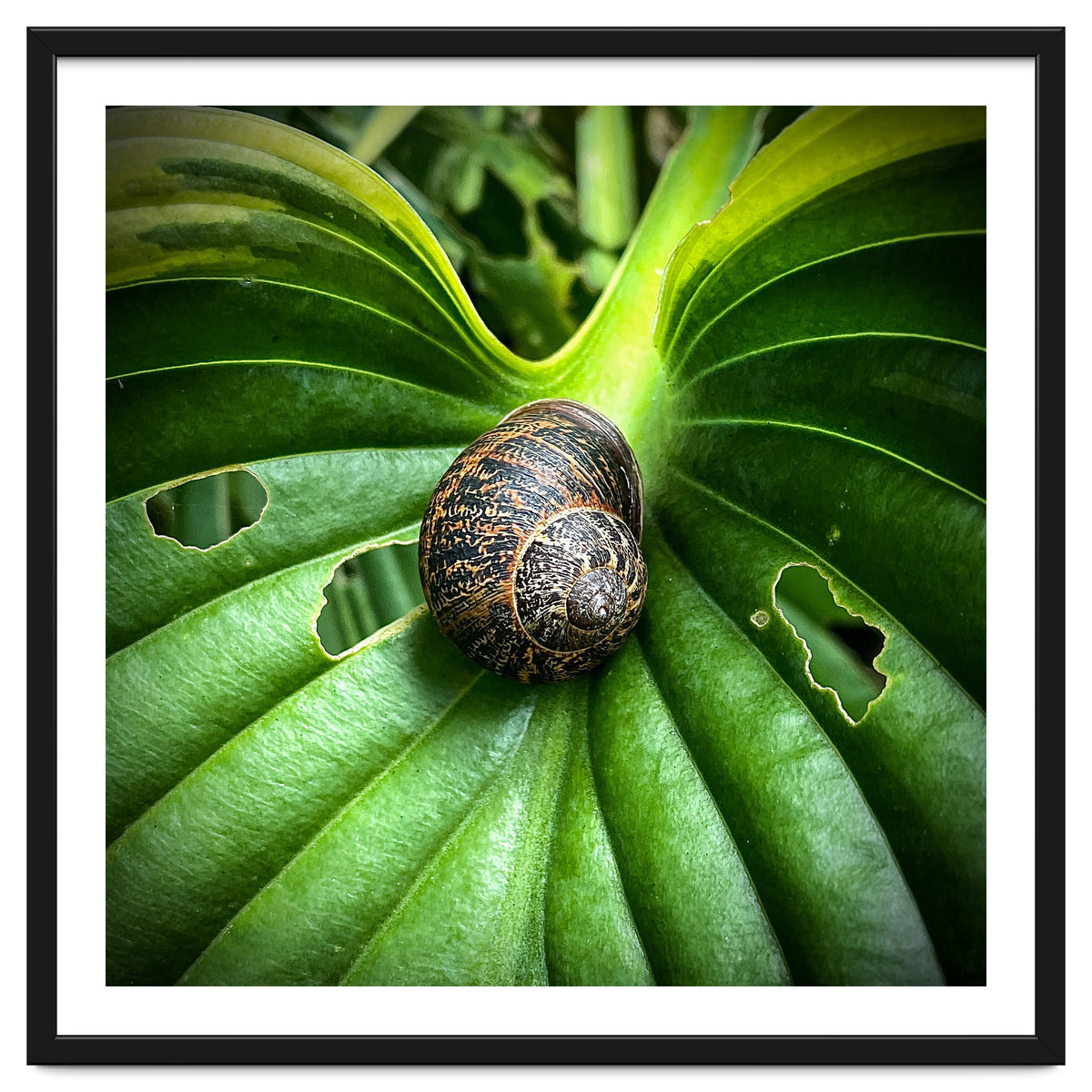 Snail on a hosta leaf