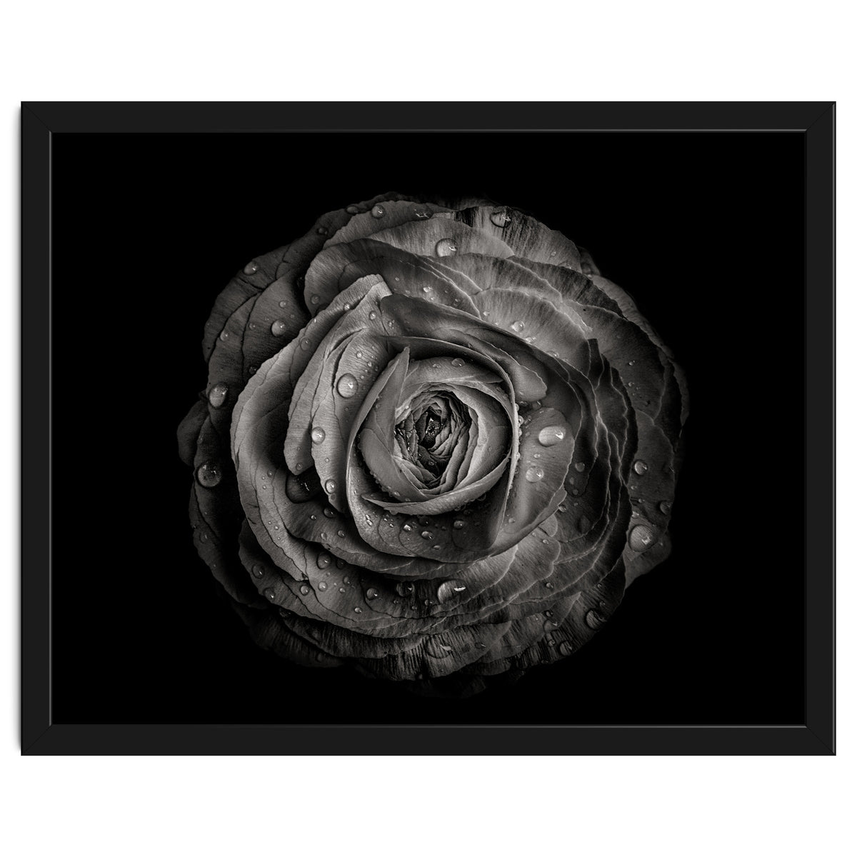 Backyard Flowers In Black And White 72