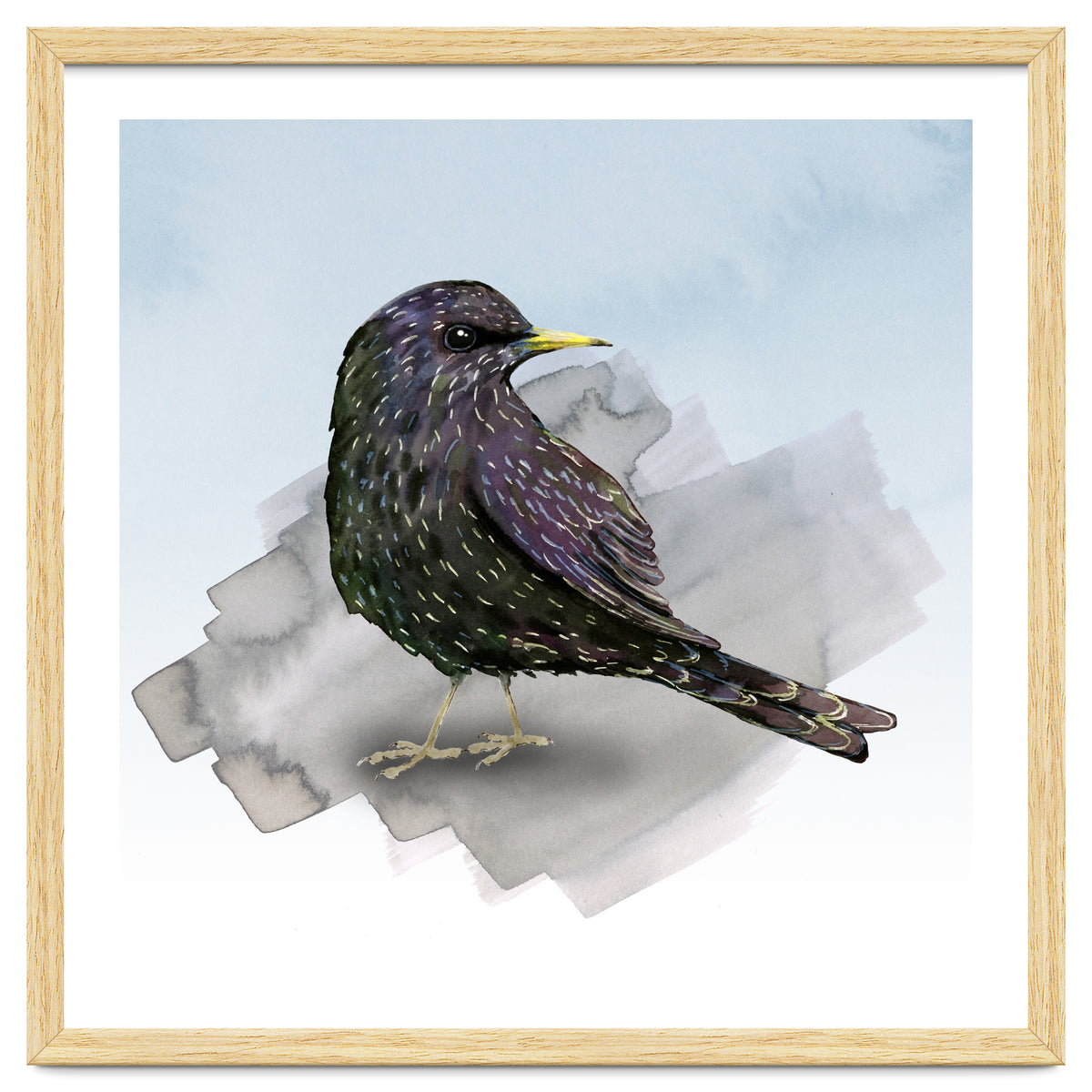A watercolor drawing of a starling
