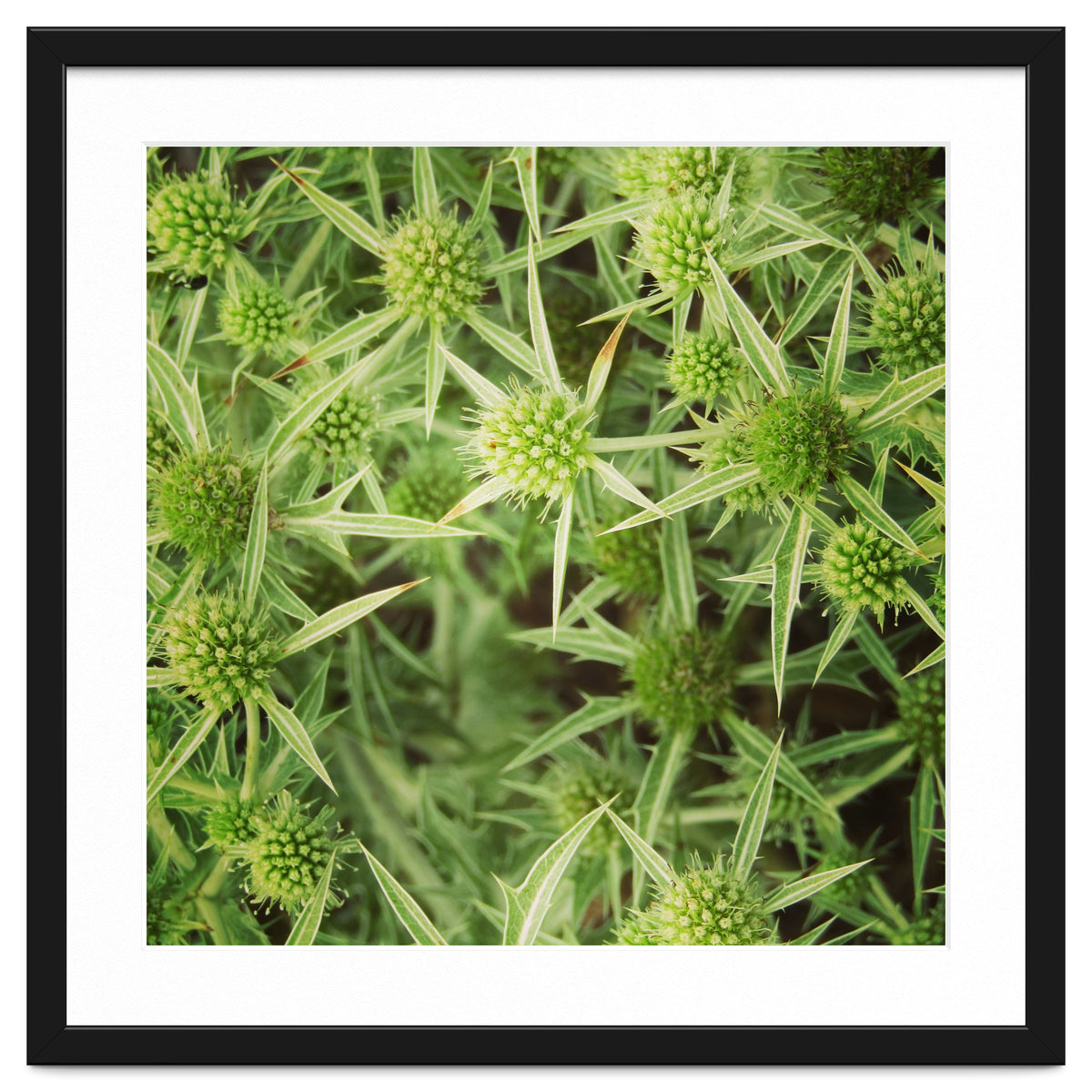 Green thistles