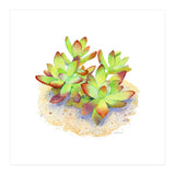 California Sunset Succulent (Print Only) thumbnail