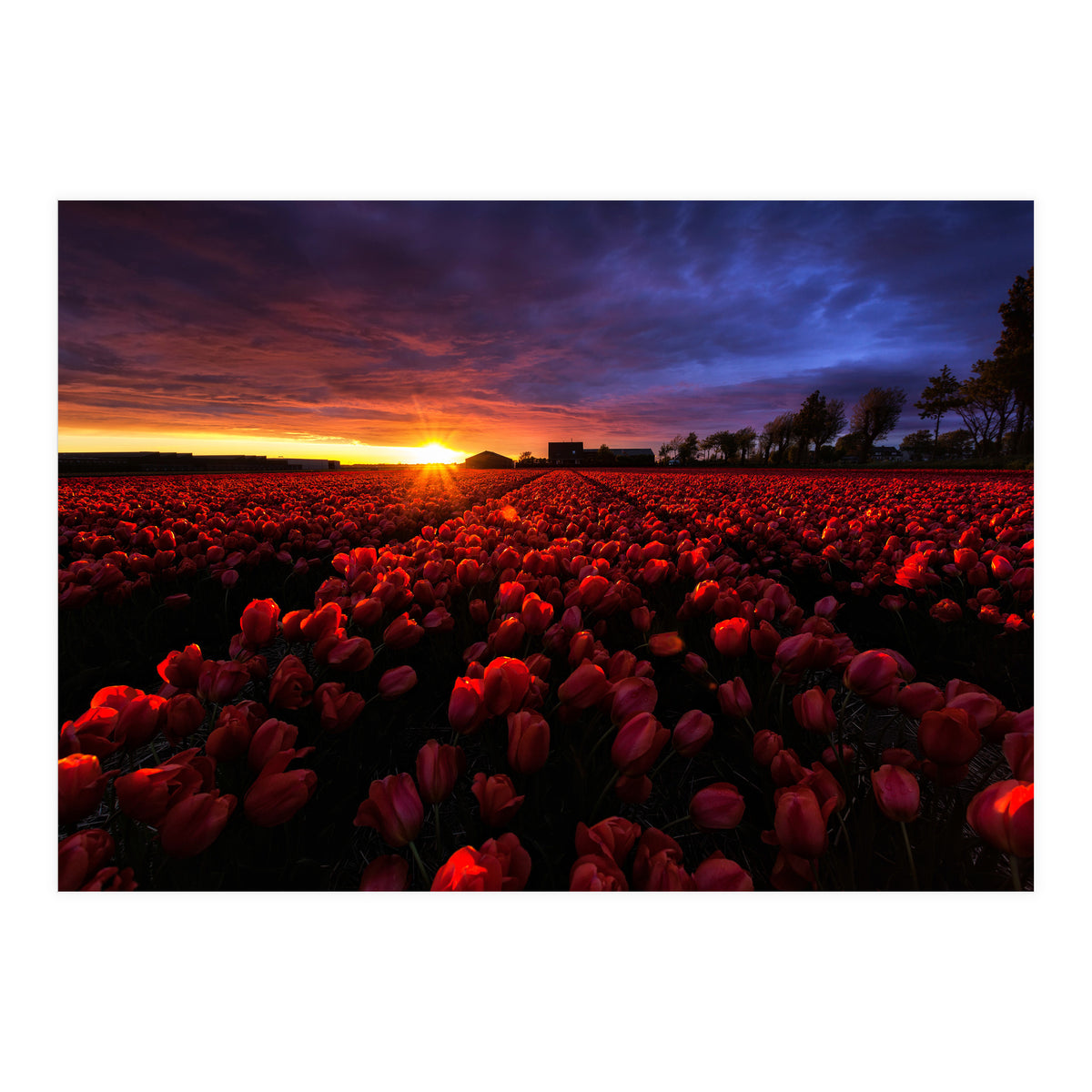 Red And Blue (Print Only)