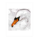 Mute swan (Print Only) thumbnail