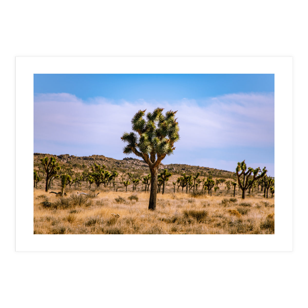 Joshua Tree (Print Only)
