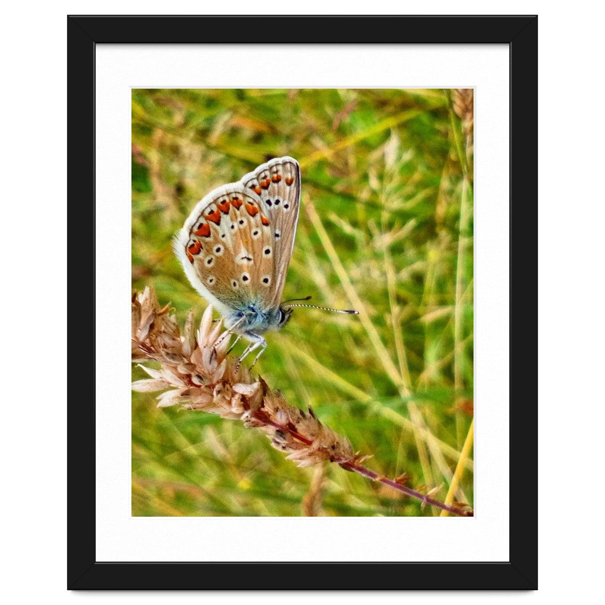 Butterfly in the meadow