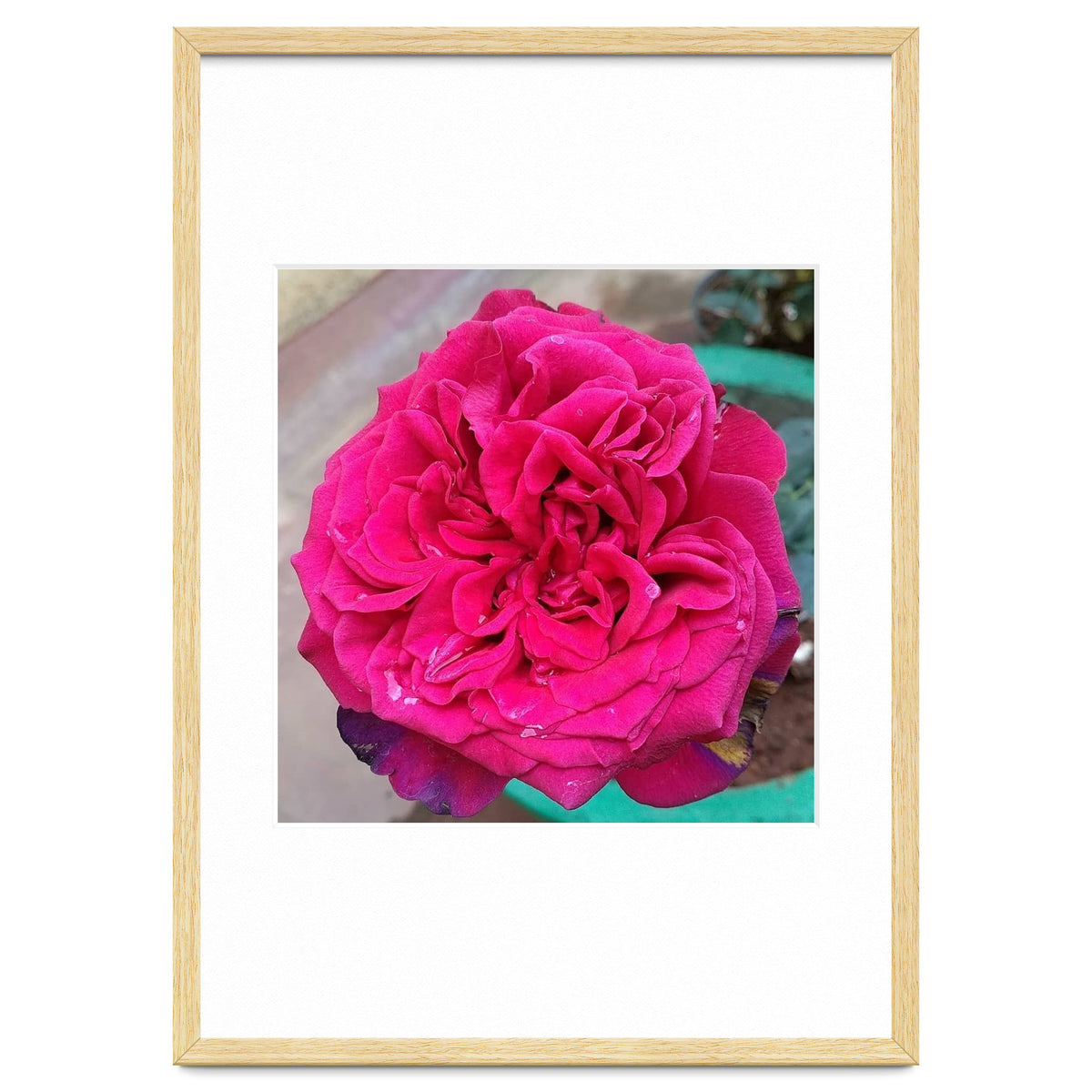 Beautiful Fragrant Rose