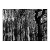 Weeping Willow (Print Only) thumbnail