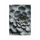 pianta grassa (Print Only) thumbnail