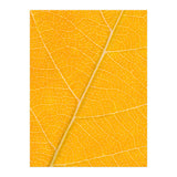 Autumn Leaf (Print Only) thumbnail