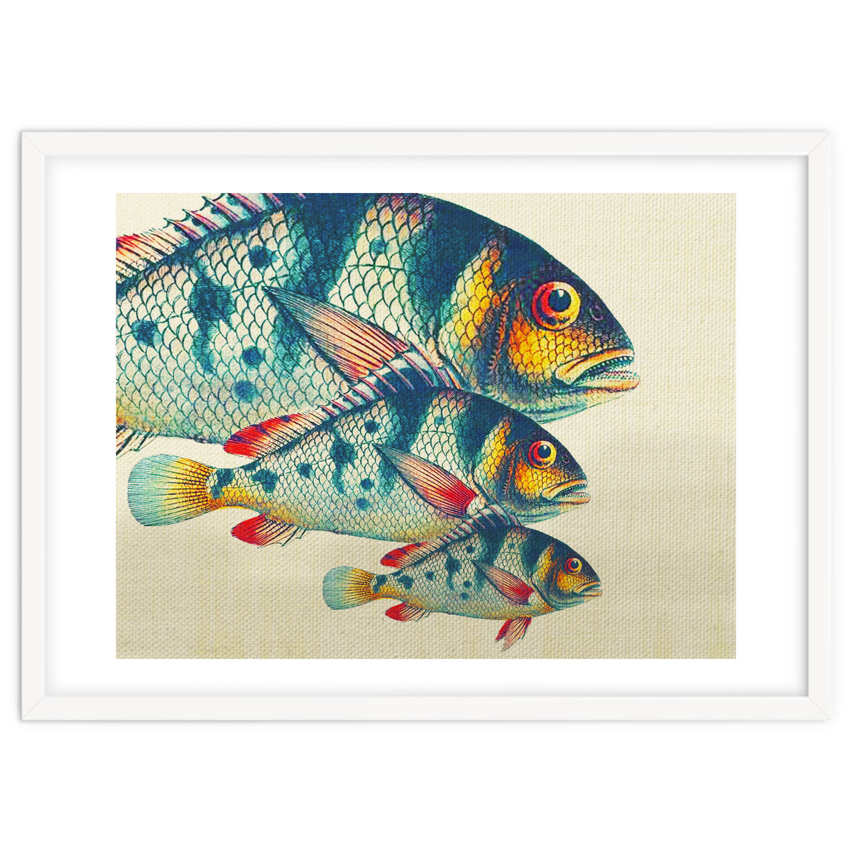 Fish Classic Designs 3