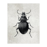 84 (Print Only) thumbnail