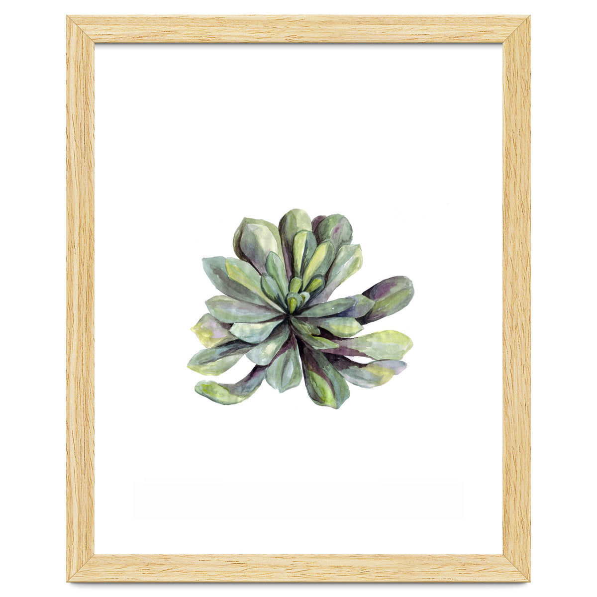 Botanical Illustration Succulent