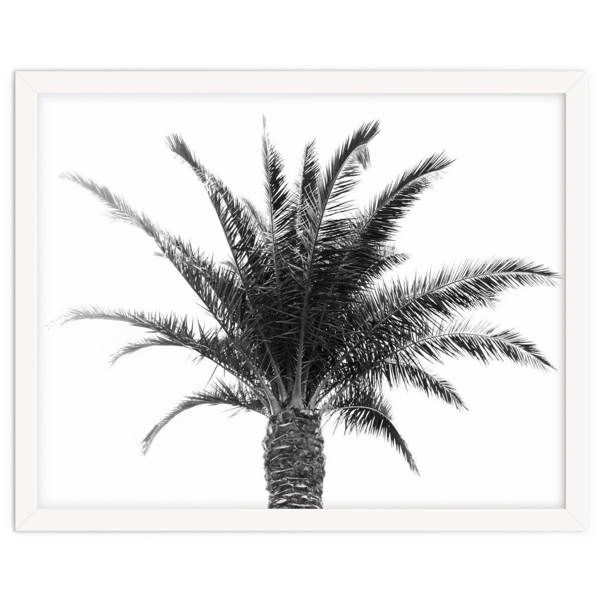 Palm Tree