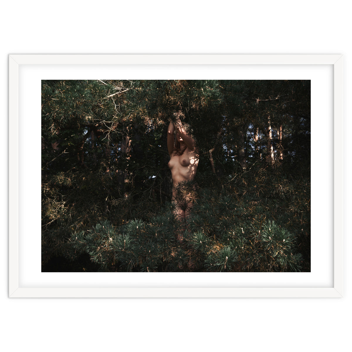 The Eyes of the Forest