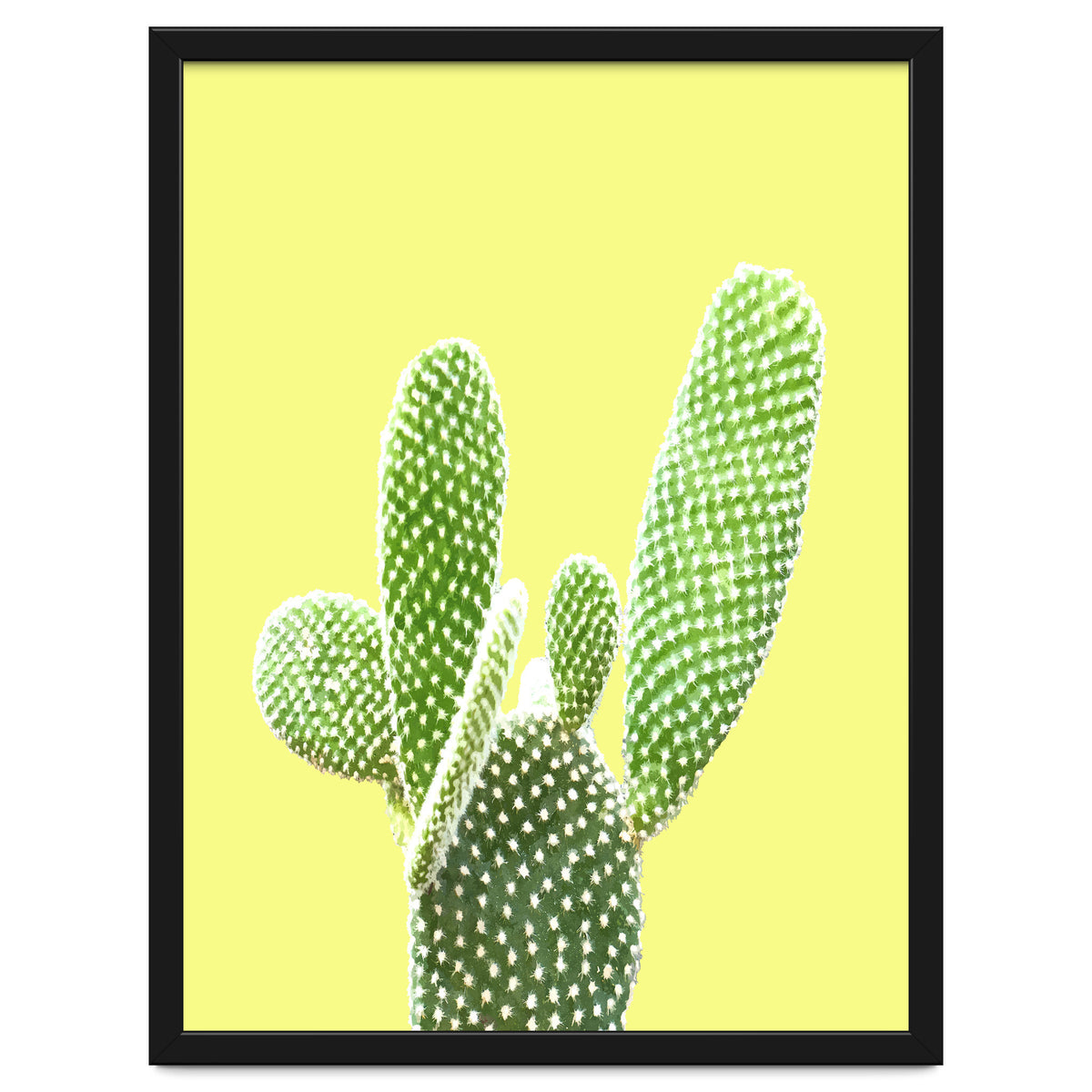 Cactus Yellow Background