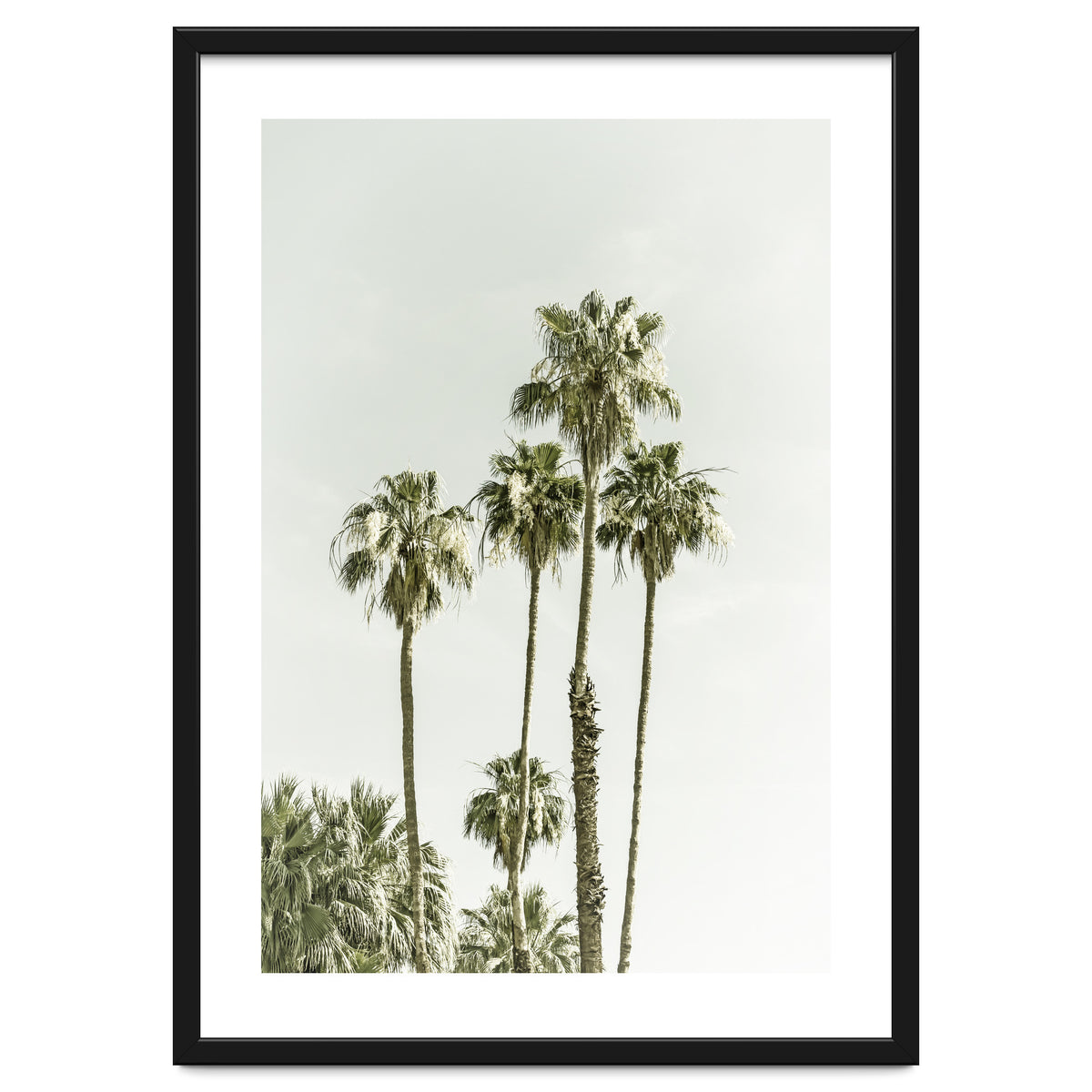 Palm Trees Summertime