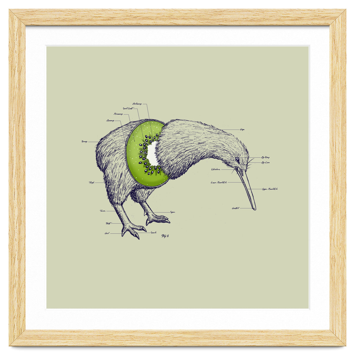 Kiwi Anatomy