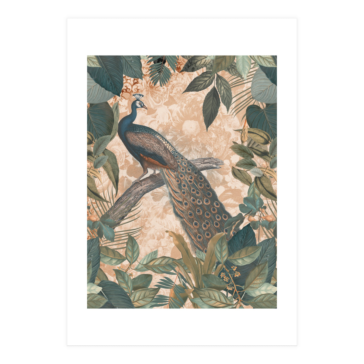 Vintage Peacock (Print Only)