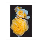 Yellow Rose (Print Only) thumbnail