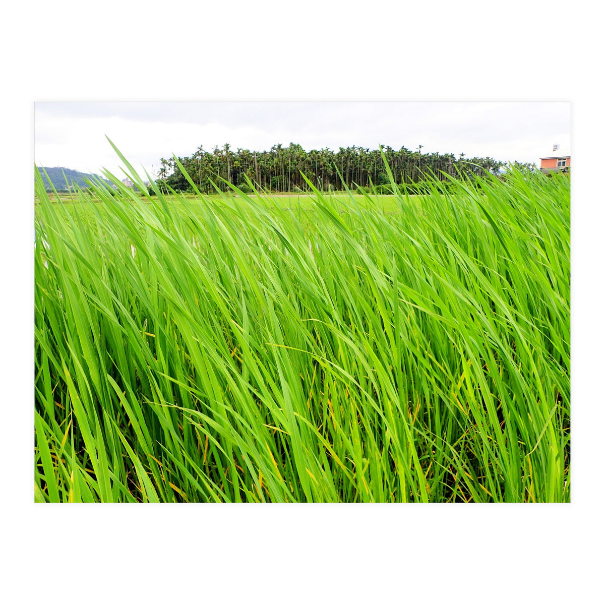 In the Tall Grass (Print Only)