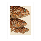 Fish Classic Designs 6 (Print Only) thumbnail