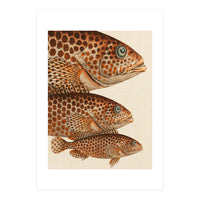 Fish Classic Designs 6 (Print Only)