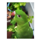 Gazing Parrot (Print Only) thumbnail