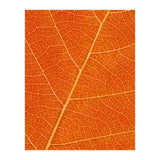 Autumn Leaf (Print Only) thumbnail