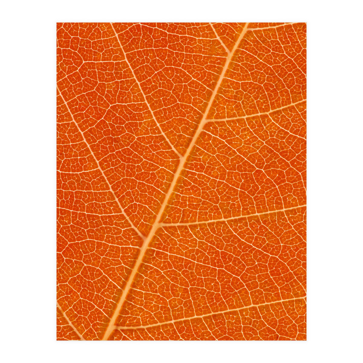 Autumn Leaf (Print Only)