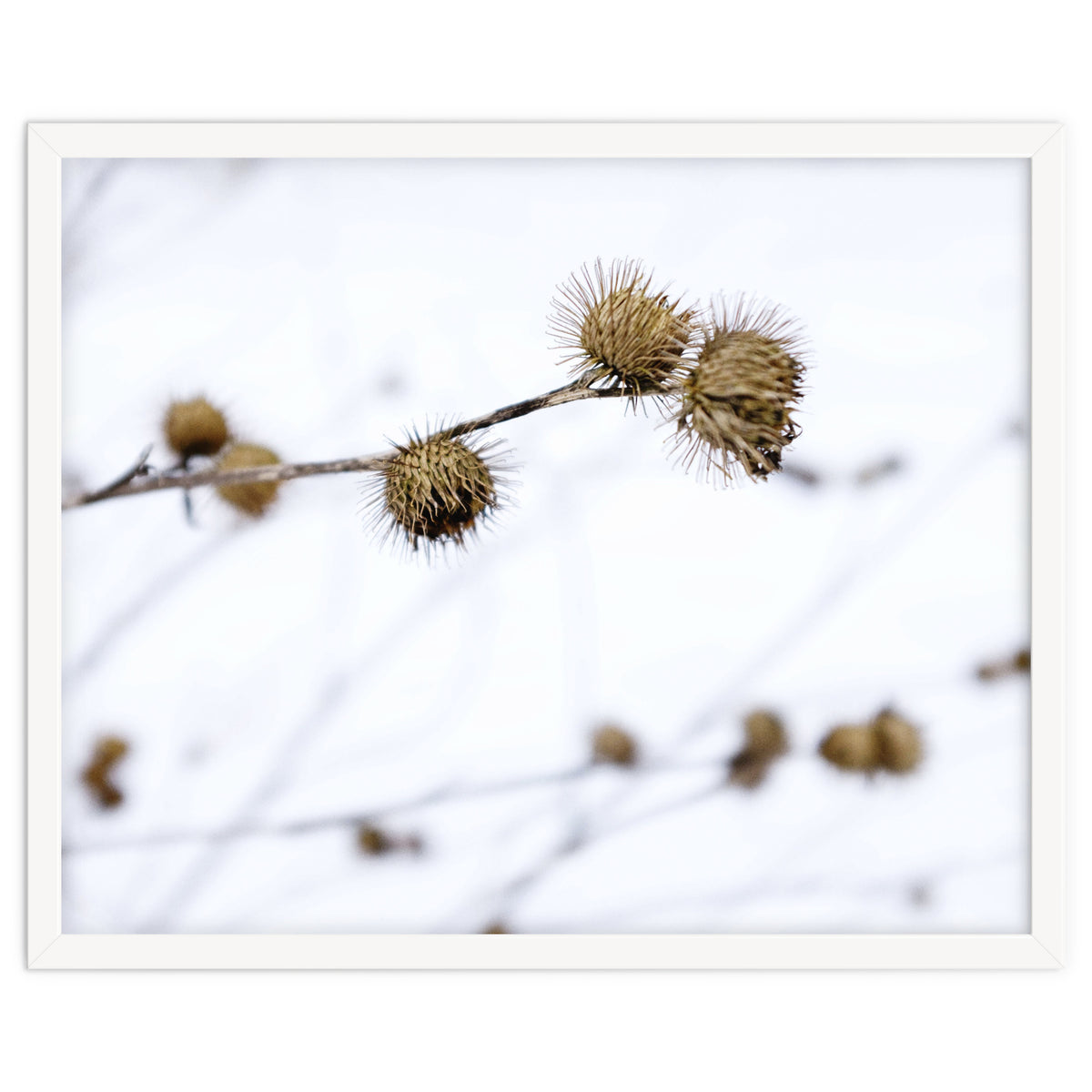 Winter Thistles