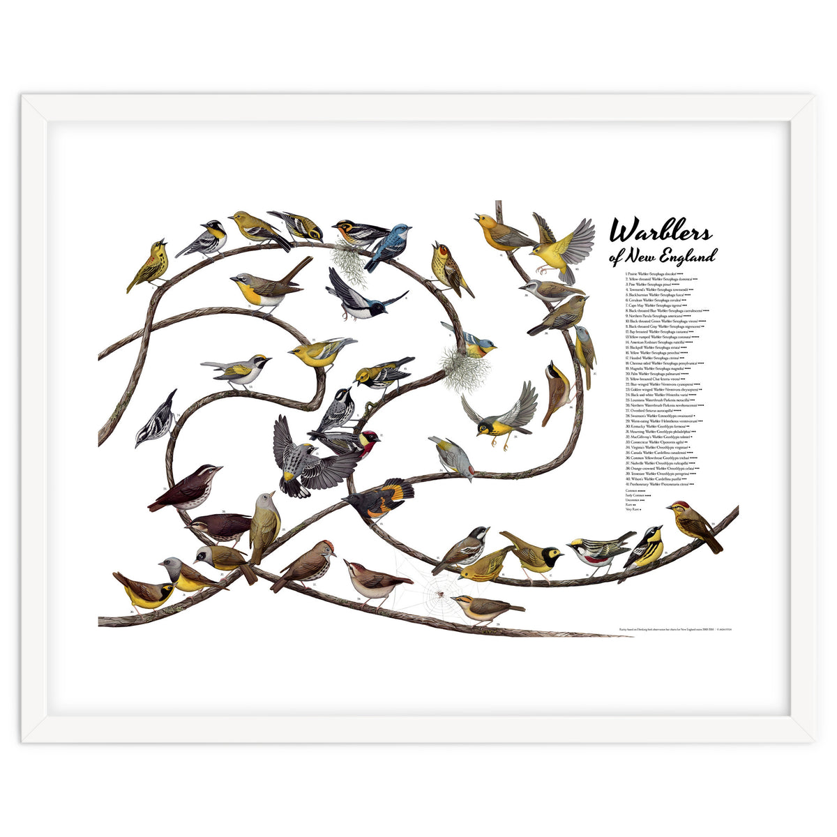 Warblers of New England