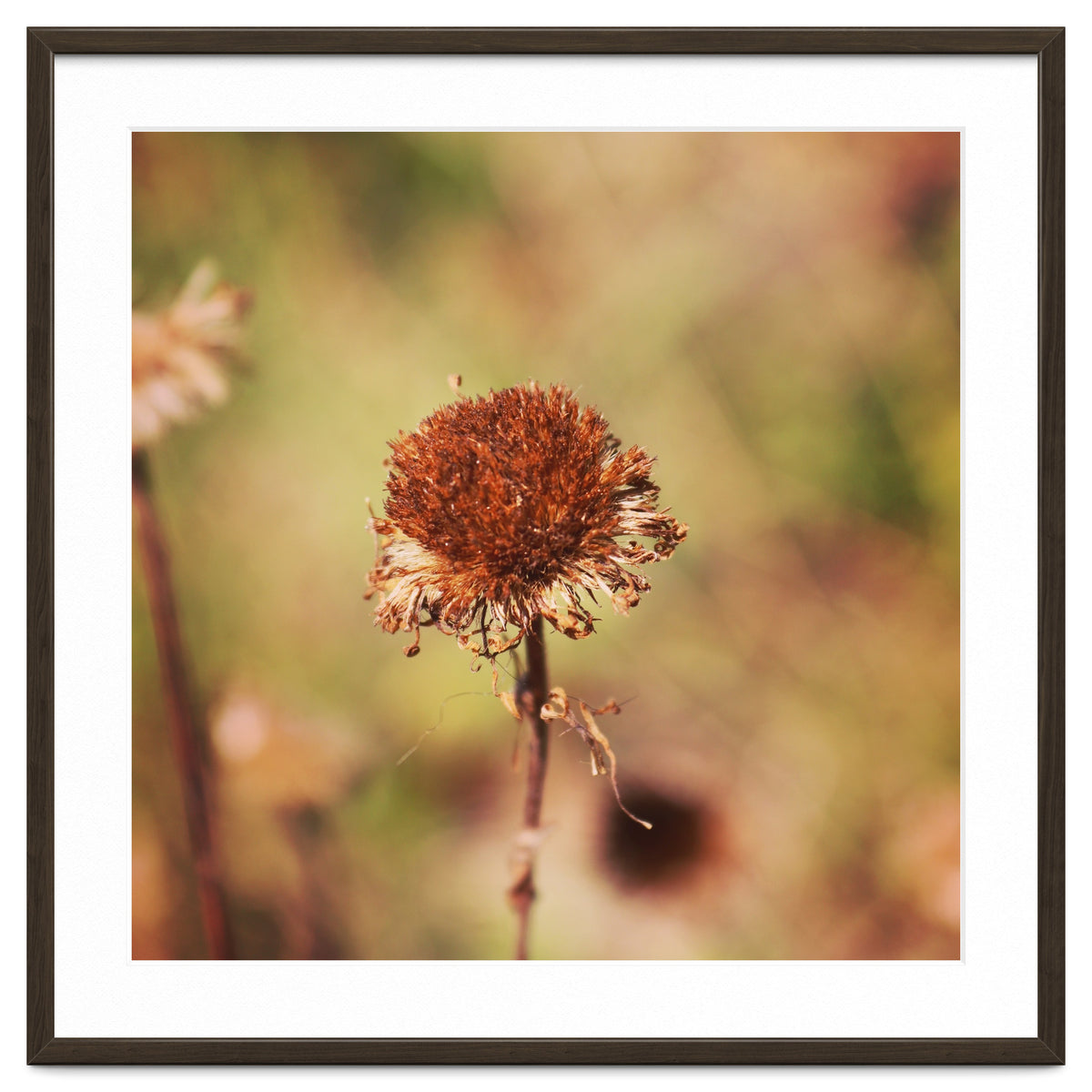 dried daisy