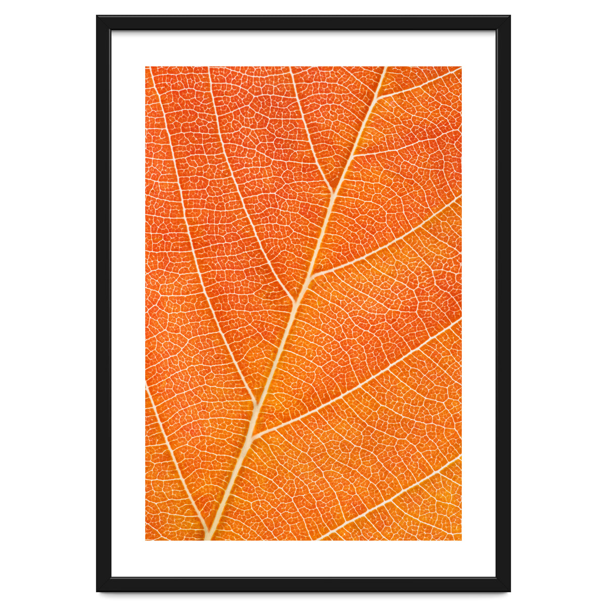 Autumn Leaf