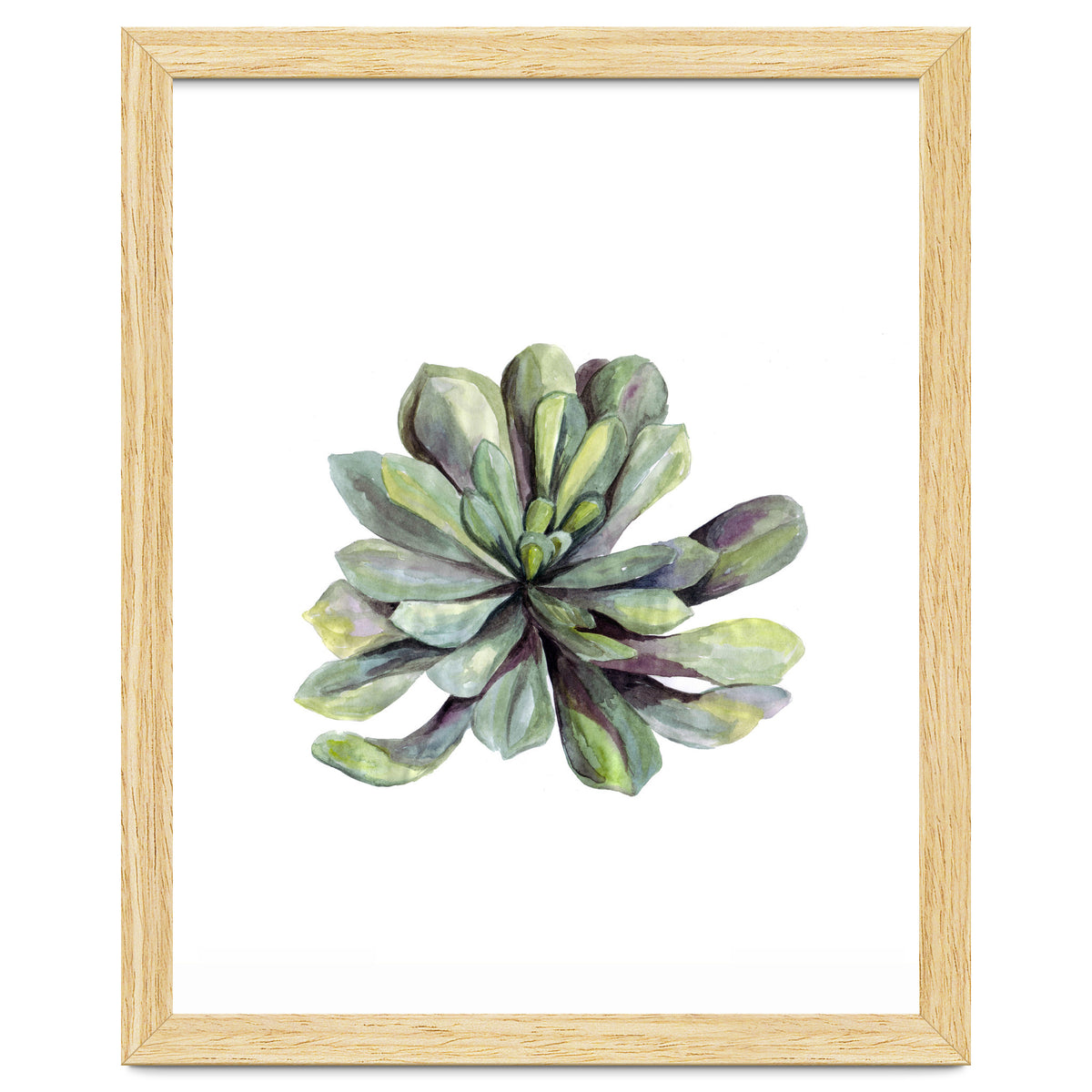 Botanical Illustration Succulent