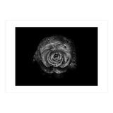 Backyard Flowers In Black And White No 64 (Print Only) thumbnail