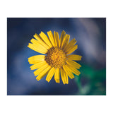 Butter (Print Only) thumbnail