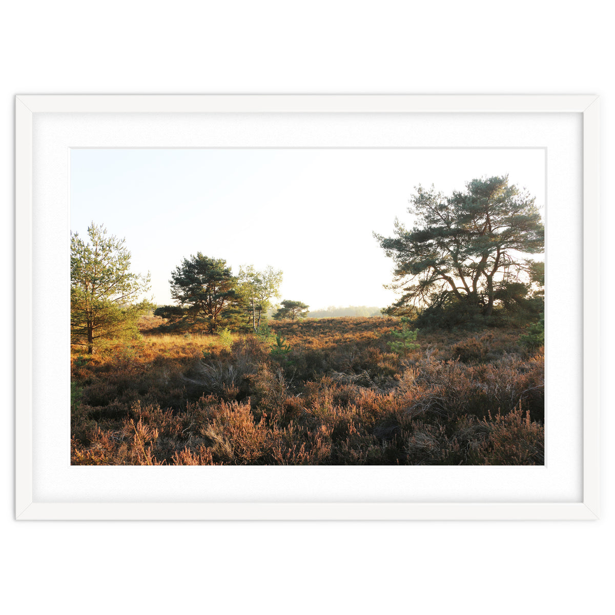 Heath landscape