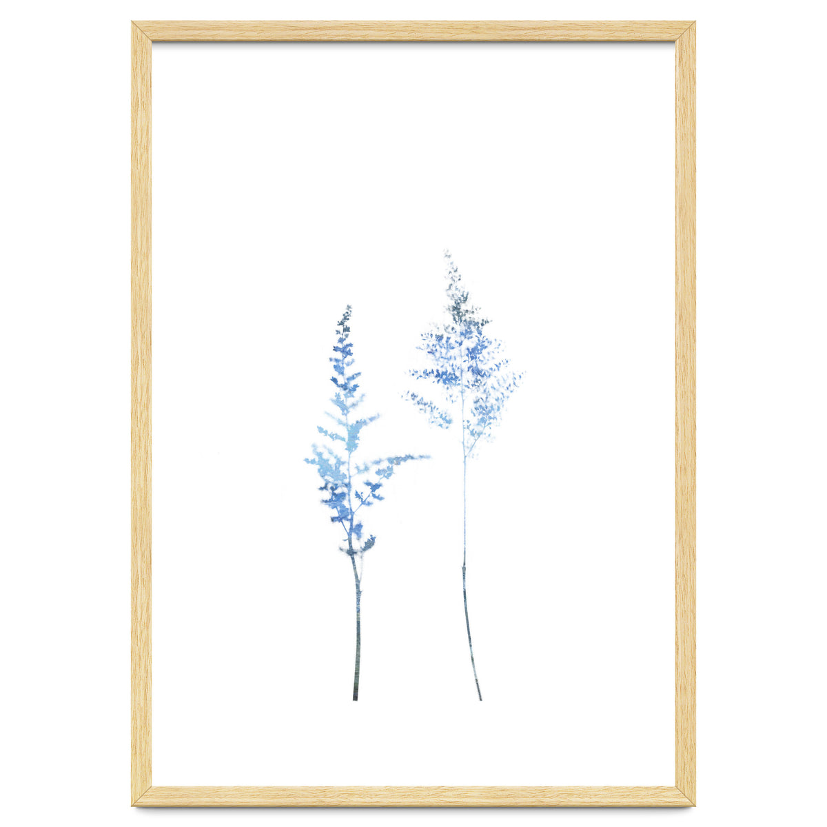 Blue Astilbe