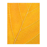 Autumn Leaf (Print Only) thumbnail