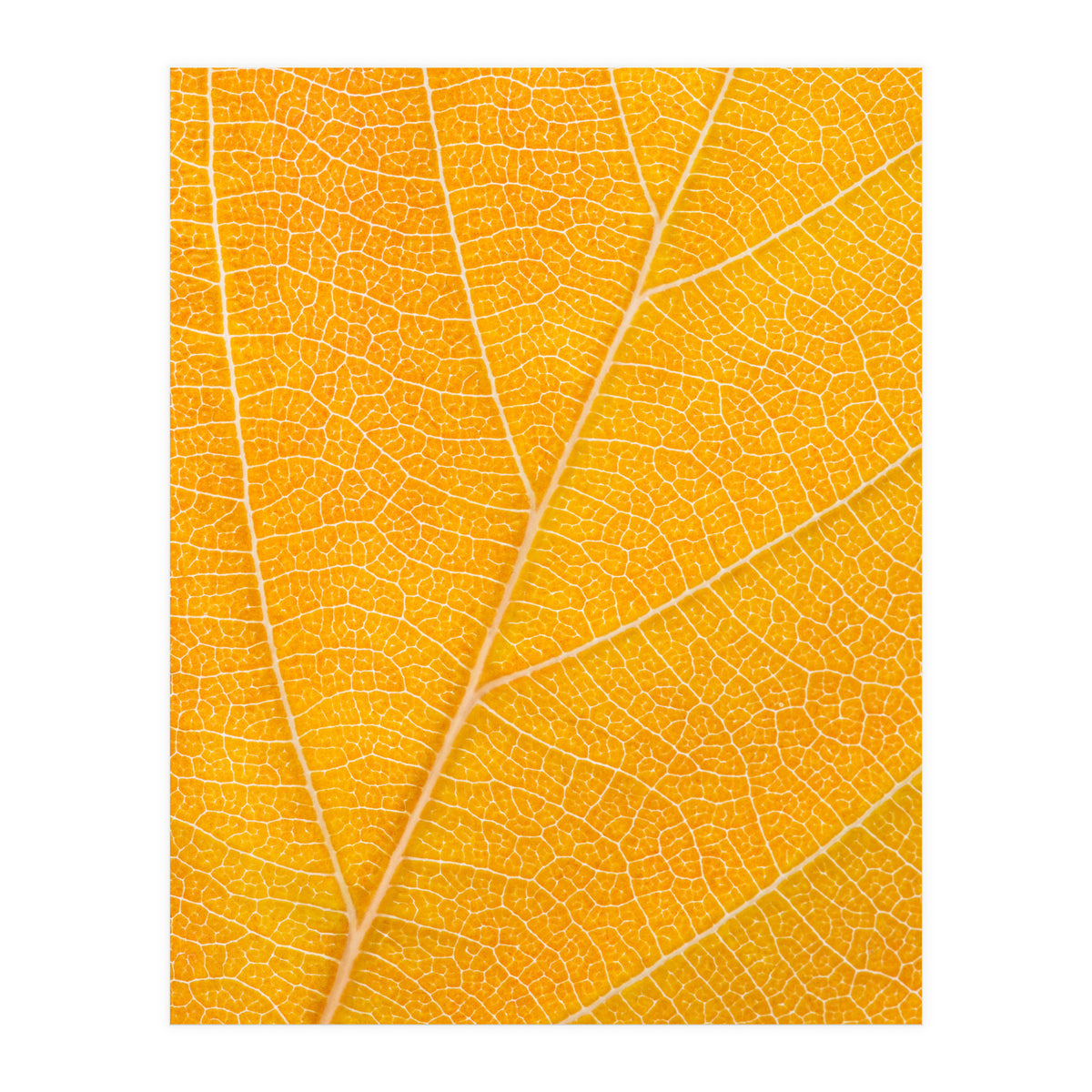 Autumn Leaf (Print Only)