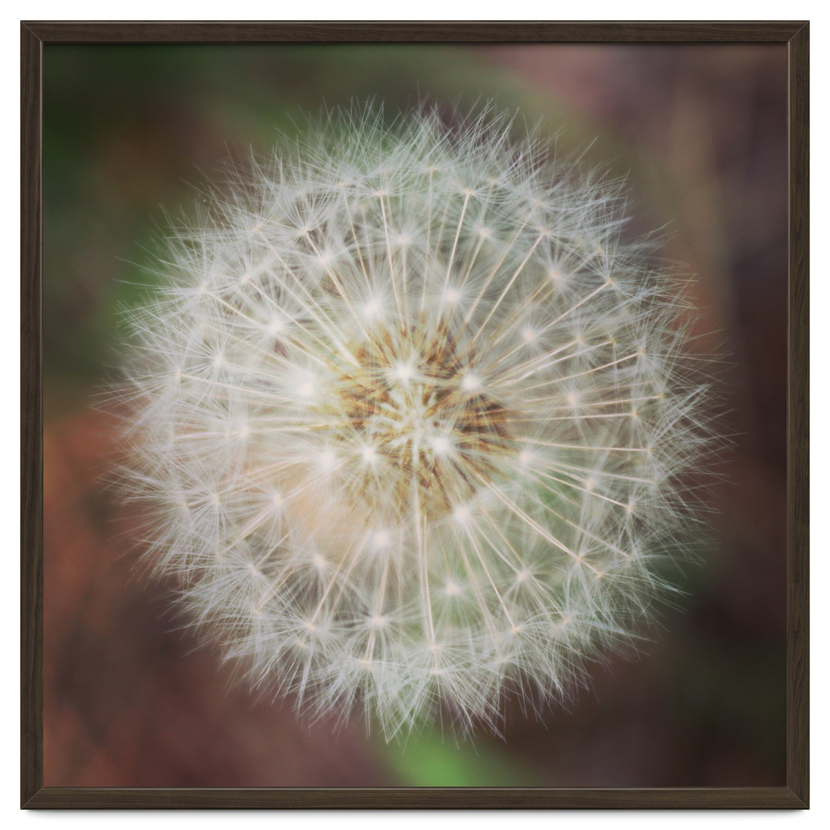 dandelion clock