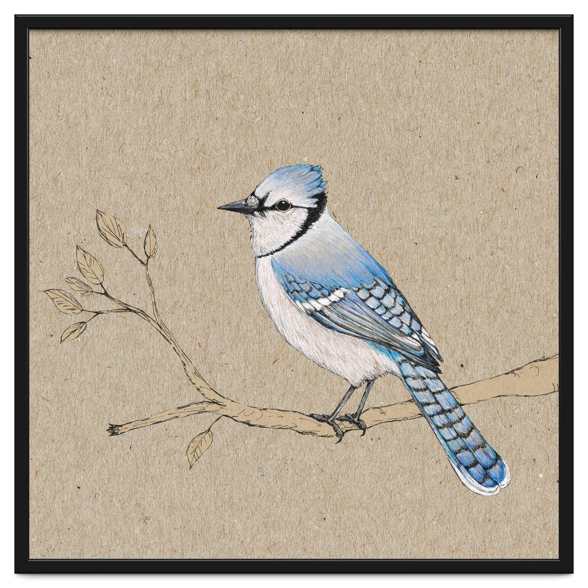 Blue jay