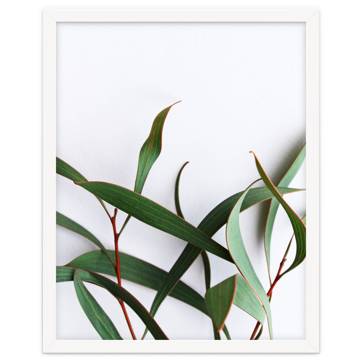 Green Eucalyptus leaves