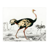 Struthio illustrated (Print Only) thumbnail